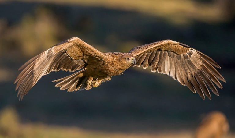 1617897505422APDS_Águila_3_ESTdn