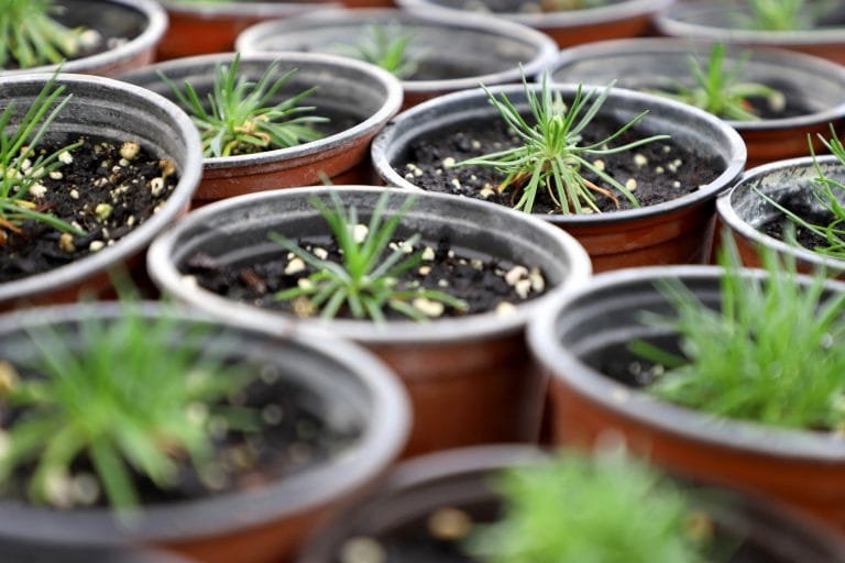 FOTO_Centro Agropecuario_Vivero_12