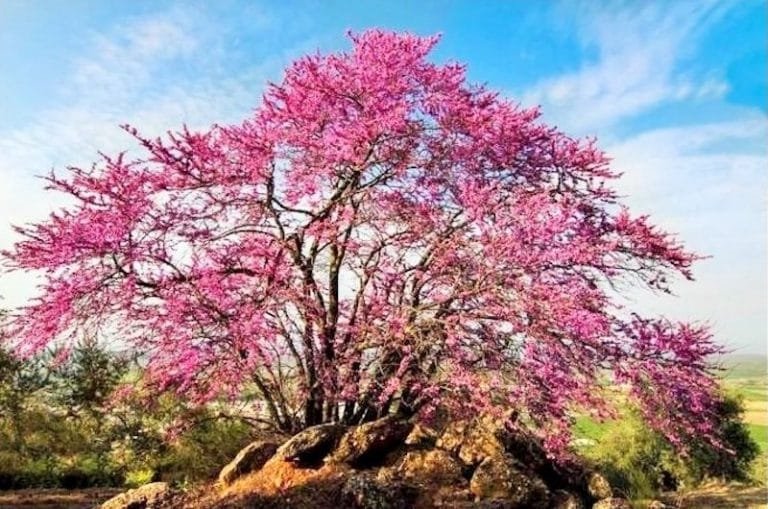 183182669_4618197941529167_3432427995045740229_n