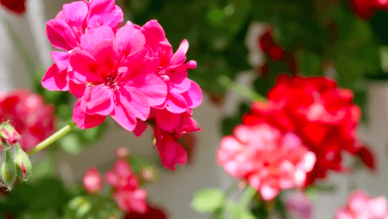 Captura de pantalla 2021-05-28 a las 10.19.19