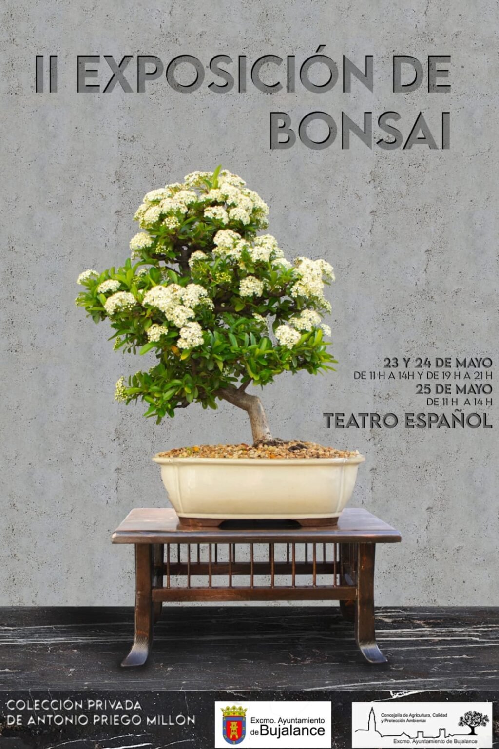 exposición de bonsáis en Bujalance