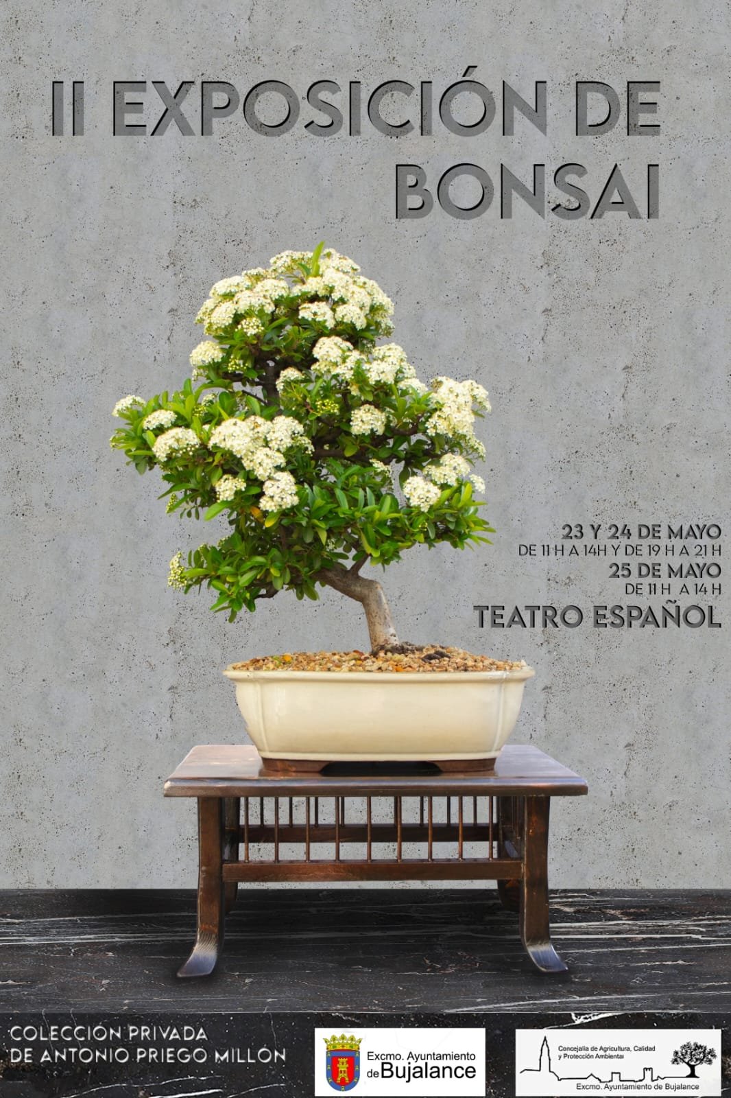 exposición de bonsáis en Bujalance