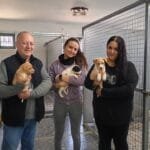 Habitáculos para el bienestar de perros abandonados en Villa del Río