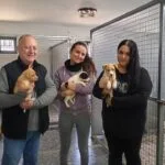 Habitáculos para el bienestar de perros abandonados en Villa del Río