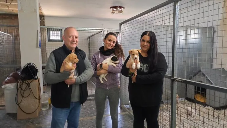 Habitáculos para el bienestar de perros abandonados en Villa del Río