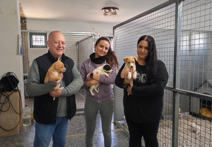 Habitáculos para el bienestar de perros abandonados en Villa del Río